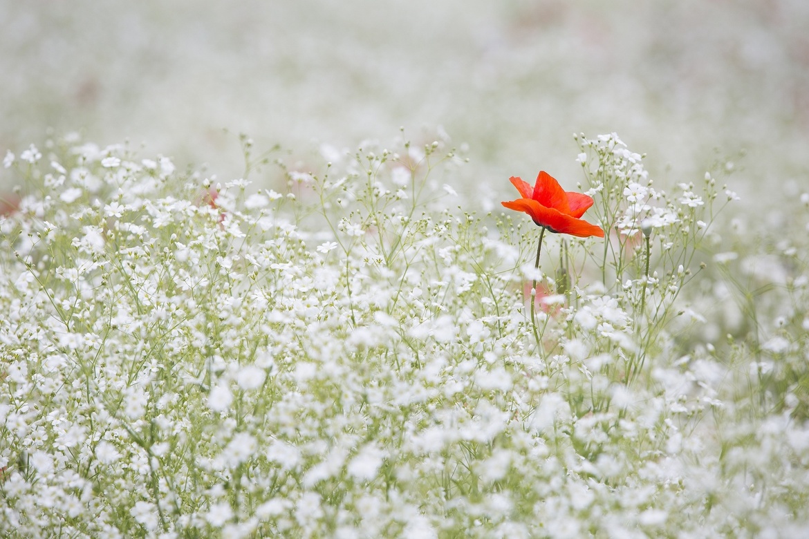 Mohnblume in einem Feld mit weißen Blumen