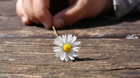 Eine Hand hält ein Gänseblümchen